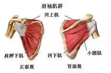 职业篮球运动员的体重管理方法_0